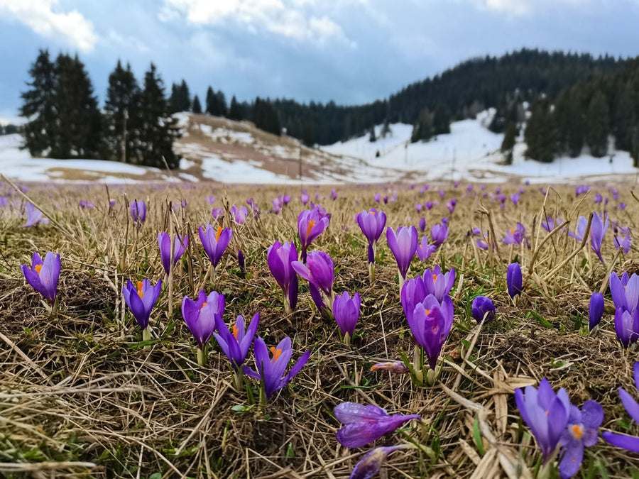 Which plant gives 12 months of flowers?